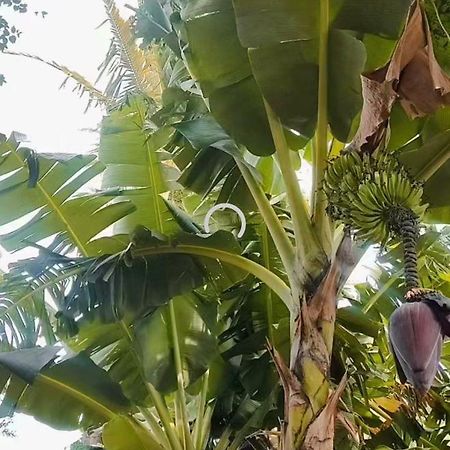 Pe De Pitanga - Unica Casa Arborizada Do Quarteirao Com Arvores Frutiferas Maringa Ngoại thất bức ảnh