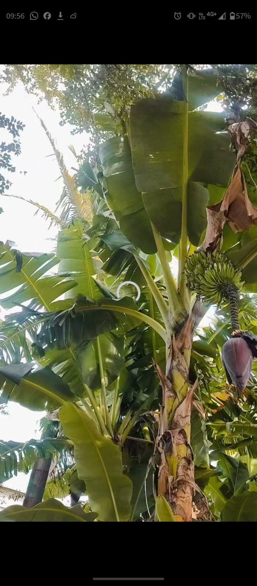 Pe De Pitanga - Unica Casa Arborizada Do Quarteirao Com Arvores Frutiferas Maringa Ngoại thất bức ảnh